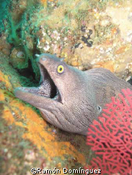 Moray eel, Sea of Cortéz by Ramón Domínguez 